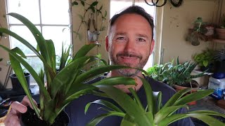 Bromeliad Care and Propagation  Guzmania [upl. by Ennovi631]