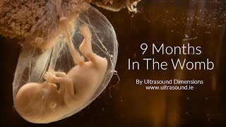 40 Weeks In The Womb by Ultrasound Dimensions [upl. by Martell657]