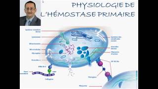 PHYSIOLOGIE DE HÉMOSTASE PRIMAIRE [upl. by Sirref]