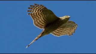 Sparrowhawk Bird Call Bird Song [upl. by Gewirtz116]