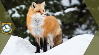 Red Fox Sounds Sounds Foxes Actually Make [upl. by Liahus405]