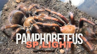 Pamphobeteus sp Light Mating [upl. by Aniweta]