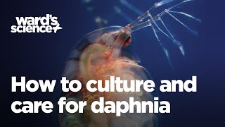 Caring and Culturing for Daphnia [upl. by Bugbee675]