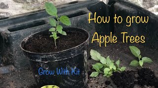 Growing Apple Trees from seed  Seed Germination amp Transplanting seedlings [upl. by Othelia242]