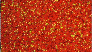 Nanoparticles Assembling at the Interface [upl. by Jaddo838]