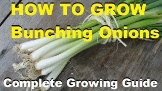 How To Grow Bunching Onions  Complete Growing Guide [upl. by Morris]