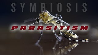 Symbiosis Parasitism [upl. by Aicenra]