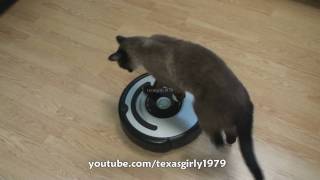 Cat shows HOW TO use iRobot Roomba Vacuum [upl. by Abdel]