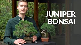 Juniper Bonsai tree care [upl. by Mosra975]