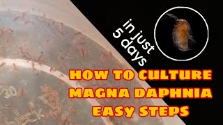 How to Culture Magna Daphnia Easily [upl. by Baggs]