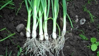 How to Grow Spring Onions from Seed [upl. by Salb]