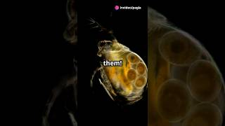 How to culture Daphnia for your Aquarium [upl. by Roberson883]