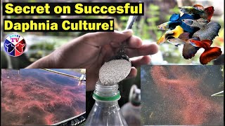 How to Culture Daphnia Successfully [upl. by Merc]