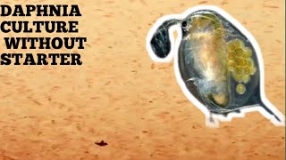 HOW TO CULTURE DAPHNIA NATURALLY WITHOUT A STARTER [upl. by Airdnas797]