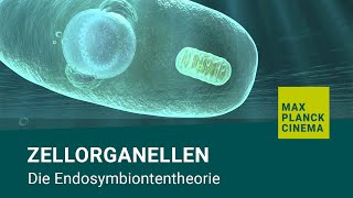 Zellorganellen  Die Endosymbiontentheorie [upl. by Jere481]