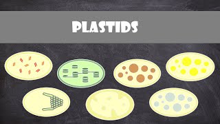 Plastids  Plant Biology [upl. by Bradleigh]