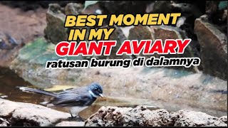 BEST MOMENT IN MY GIANT AVIARY  hundreds of Indonesian birds are inside [upl. by Esma]