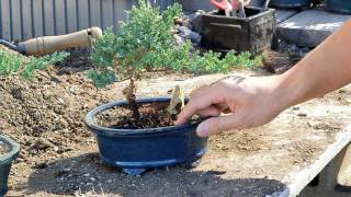 Bonsai Basics  Watering your Bonsai Tree [upl. by Sheng203]