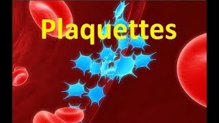 Plaquettes sanguines thrombocytes [upl. by Rebna357]