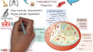 THROMBOCYTES  Plaquettes [upl. by Ervin]