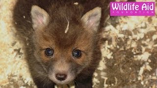 Cute baby fox calling for mum [upl. by Drofkcor]