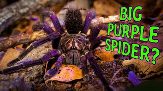 GIANT PURPLE SPIDERS Pamphobeteus Tarantula [upl. by Lorine]