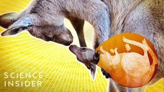 What’s Inside A Kangaroo’s Pouch [upl. by Awe945]