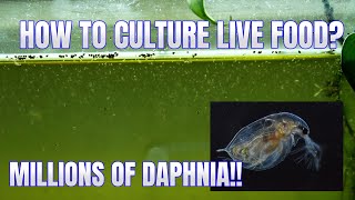 How to Culture Daphnia Secret Method to Breed MILLIONS  Simply Aquatic [upl. by Livingston]