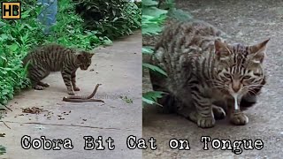 Cat First Got the Snake and Then the Snake Bit the Cat Watch What Venom Did to the Cat SnakeBite [upl. by Malony]