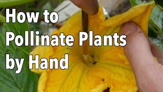 Hand Pollination How to Pollinate Plants by Hand [upl. by Kajdan]