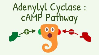 Adenylyl Cyclase  cAMP Pathway  Gs and Gi Protein Pathway [upl. by Leasa]