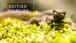 British Wildlife  Newts [upl. by Rosetta681]