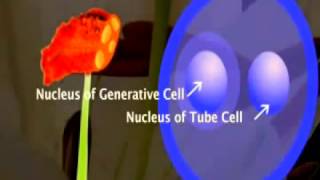 Development of the Male Gametophyte and Pollen in Flowering plant [upl. by Ordnael]