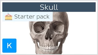 Skull Structure and Function [upl. by Gerbold]