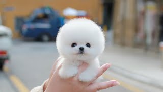 Teacup White Pomeranian DOROTHY │ Miniteacuppuppy │ Puppies for sale [upl. by Yancy]