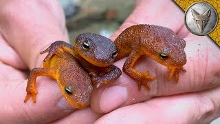 TOXIC but ADORABLE Newts [upl. by Cofsky735]