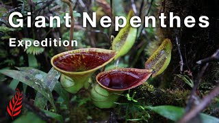 Giant Nepenthes Expedition [upl. by Leffert]