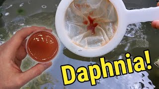 How I Culture Daphnia In Outdoor Tubs [upl. by Lerner]