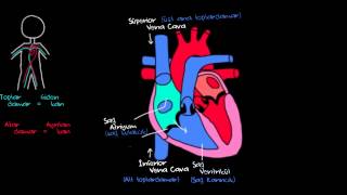 Kalp ve Kan Dolaşımı Sağlık ve Tıp Dolaşım Sistemi Fizyolojisi [upl. by Leasi]