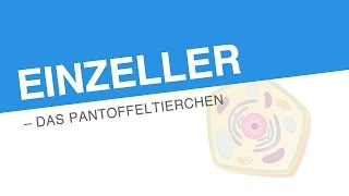 EINZELLER – DAS PANTOFFELTIERCHEN  Biologie  Biologie der Zellen [upl. by Jer]