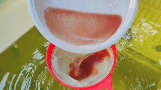 How to culture daphnia  Daphnia culture  How to grow daphnia outdoor [upl. by Attayek]