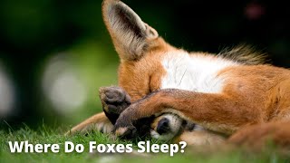 Foxes Sleeping  Sleeping Behavior of Foxes [upl. by Frodin]