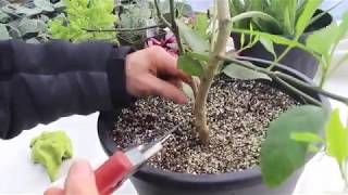 How to Care for Lemon Trees [upl. by Simaj73]