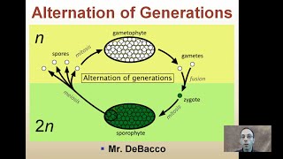 Alternation of Generations [upl. by Ario390]