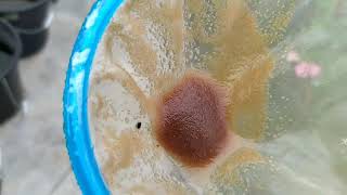 How to culture daphnia moina in a small container Part 1 English Subtitle [upl. by Liss]