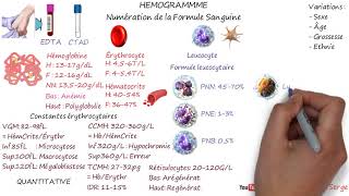 HÉMOGRAMME NFS [upl. by Yngiram]