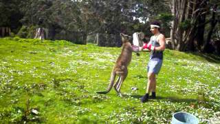 Man VS Kangaroo ROUND 2 [upl. by Papke]