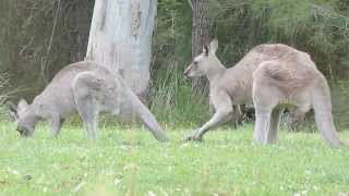 Australian Wildlife Courting Kangaroos [upl. by Sirrap]