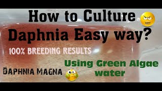 Daphnia MagnaHow to Culture Daphnia Easy wayCulturing Daphnia using Green water Daphnia [upl. by Vasti812]