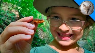 Searching for Newts and Salamanders [upl. by Gabe]